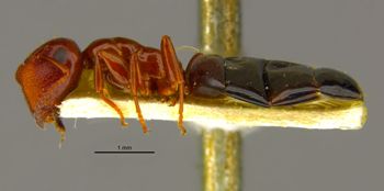 Media type: image;   Entomology 21558 Aspect: habitus lateral view
